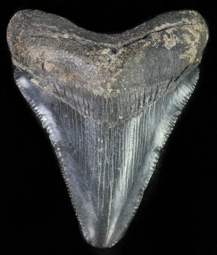 Juvenile Megalodon Tooth - Serrated Blade #61835